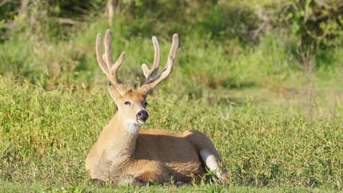 Calm marsh deer, Blastocerus dichotomus sitting and resting on a grassy lowland, constantly flapping