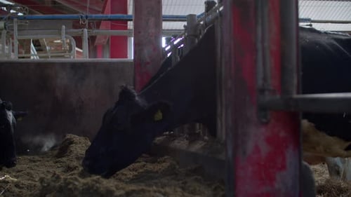 herd of cows eating hay in cowshed on dairy farm