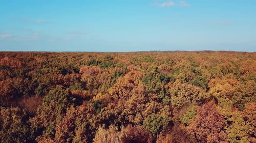 Charmanter Blick auf grüne, rote, gelbe und Orangenbäume im Hintergrund des Waldes.