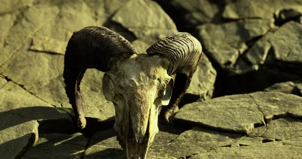Skull of a Ram Resting on Rocky Terrain Under Soft Sunlight ...