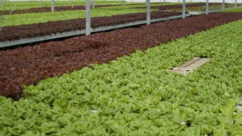 Nobody in Hydroponic Organic Farm with Bio Fresh Lettuce Being Cultivated for Delivery to Local