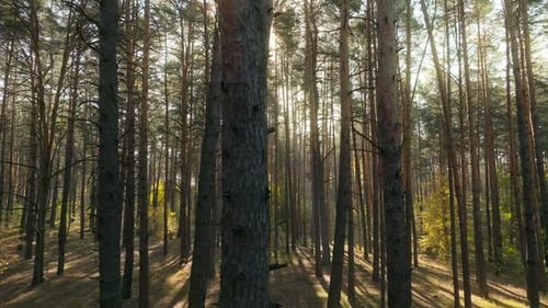 Wald Morgen Licht Sommerbäume Herbst Holz Magic Beautiful