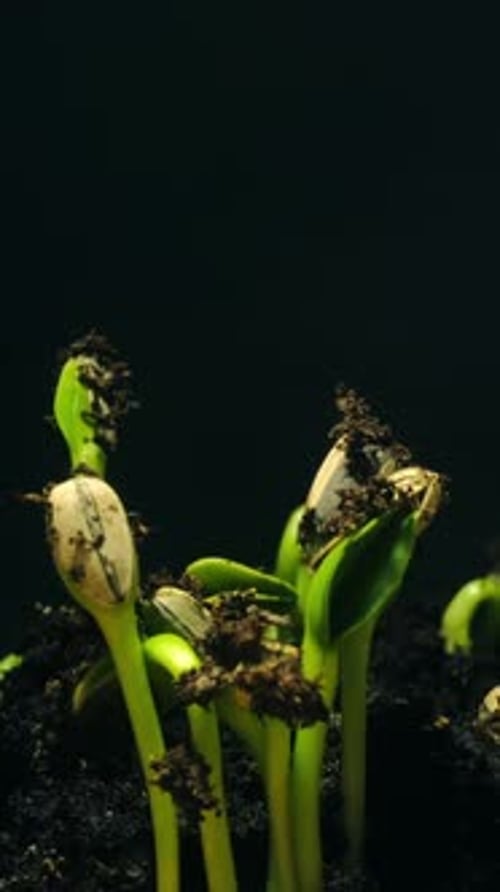 Sprouts Emerging and Growing in Time-lapse