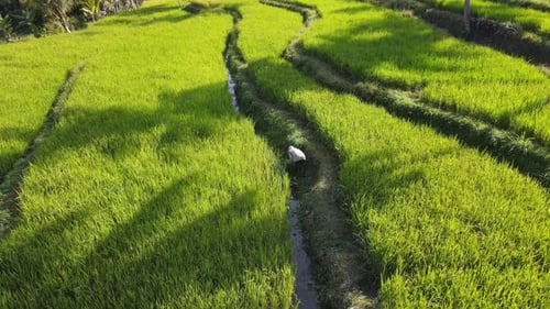 Aerial view of a farmer in a rice terrace in Yogyakarta, Indonesia
