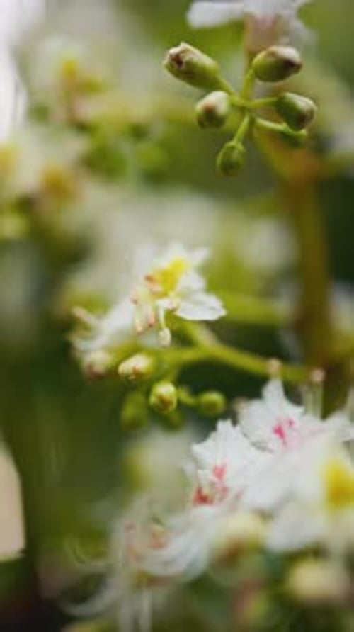 Fangen Sie die Essenz von Blumenblüten in Zeitlupen-Nahaufnahme ein und zeigen Sie ihre Schönheit und Komplexität