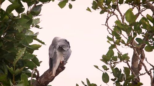 Black shouldered Kite in Kruger National park, South Africa
