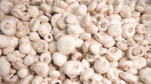Cosecha fresca de champiñones blancos lista para la venta