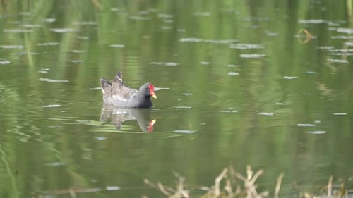 Common moorhen