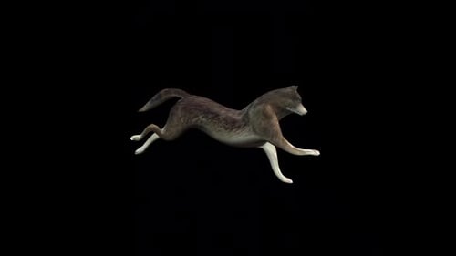 Wolf Animation