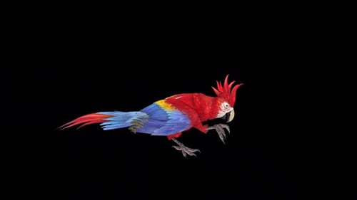 Animated Red Macaw Walking Cycle