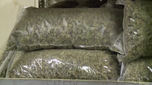 BAGS AND BAGS OF HEMP CANNABIS