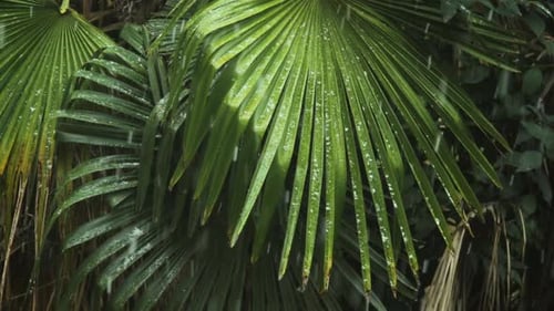Green Tree Under Unusual for Tropical Climate Wet Snow Global Climate Change and Ecological Problems