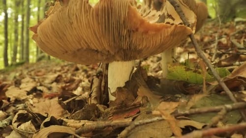 Mushroom Grows in the Woods