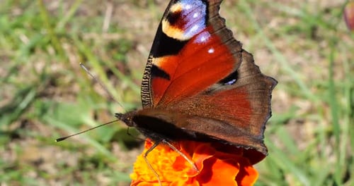 Pfauenschmetterling und Biene auf Ringelblumen blühen. Sommer-Makroaufnahmen.