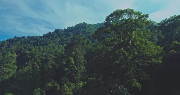 Aerial view of forest big trees blue sky, Nature Stock Footage ft ...
