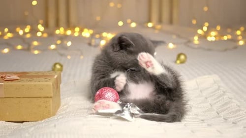 Christmas with Kitten Small Gray Kitten Playing with Xmas Decorations Balls and Looking to Camera