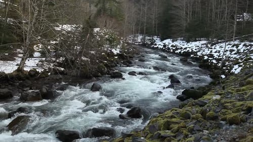 Bach im Wald