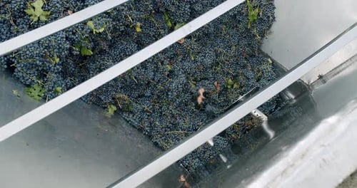 Grape Harvest