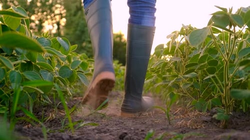 Farmer in Soybean Field Selective Focus