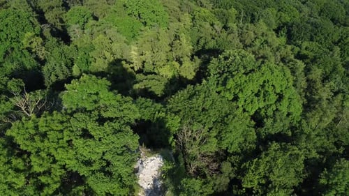 Flying Above The Green Trees In A Forest