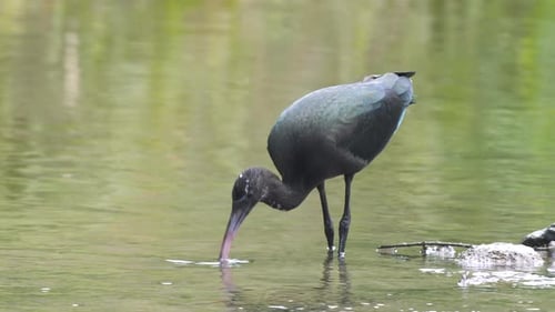 Footage Of Glossy Ibis Bird Feeding In Water