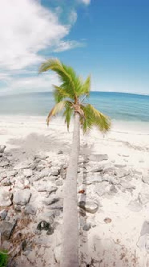 First View Person Walk on Coconut Palm Tree at Tropical Beach with Ocean in Sunny Day Vertical