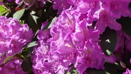 Rhododendron Ponticum known as common rhododendron plant with pink colour in slight breeze
