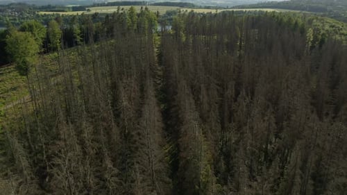 Aerial view of damaged dead dry spruce forest hit by bark beetle disaster in Czech countryside