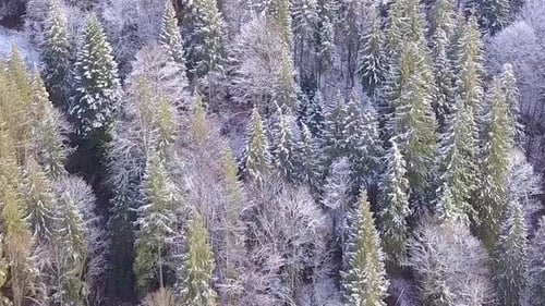 Flight Over Coniferous Forest With Light Snow