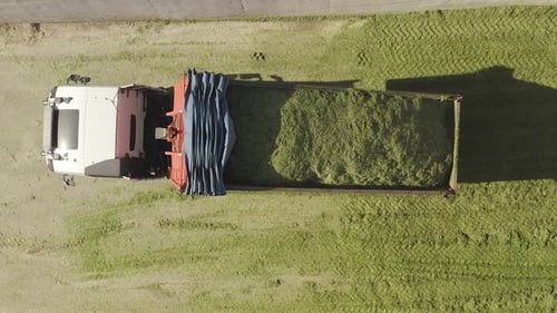 Camion déchargeant une charge complète d'ensilage de blé, vue aérienne.