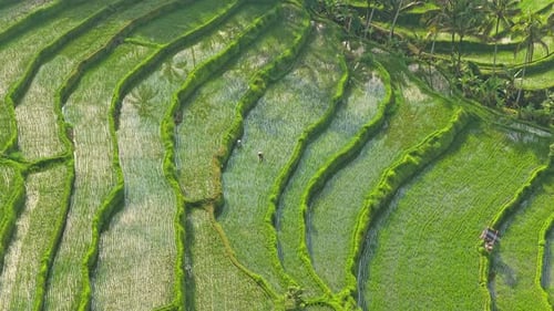 Stunning aerial perspective of lush, green rice paddies in munduk, bali, where farmers are tending