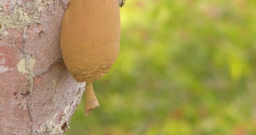 Oval shaped Bee hive of the Stingless bees who build fortress mud hives in South America
