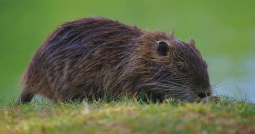 Wet Water Rat or Muskrat Crawls on Land in Search of Food Nutria Family on the Green Grass Waterfowl