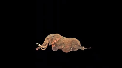 Wild Elephant Down Out