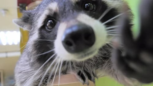 Closeup Slow Motion Portrait of an American Raccoon in Contact Zoo Young Curious Racoon Laying on