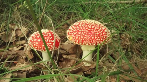 Two Toadstools Growing in Green Forest