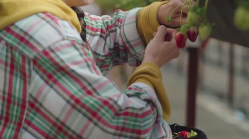Woman Picking Fresh Strawberries on Farm