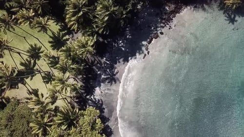 aerial panning view of palm trees in paradise on black sand beach on big island hawaii