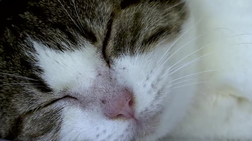 Chat dormant à l'ombre