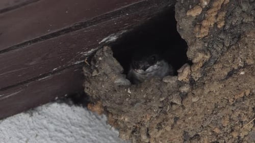 Swallows Fly Into the Nest Close Up in Slow Motion