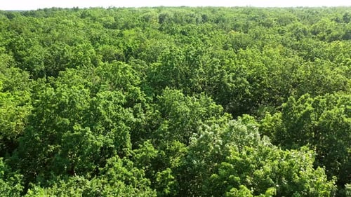 Arbres en fond de forêt. Vue aérienne de la forêt sempervirente