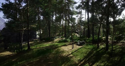 Sunlight Filtering Through Lush Pine Trees in a Tranquil Forest Landscape