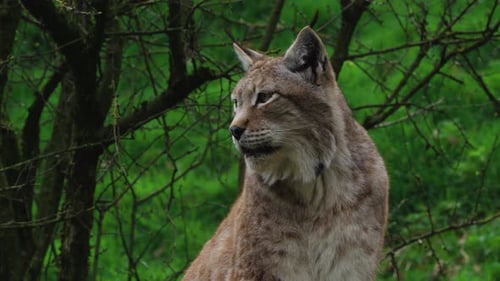 close up shot of a lynx looking around in nature, handheld shot on an overcast day