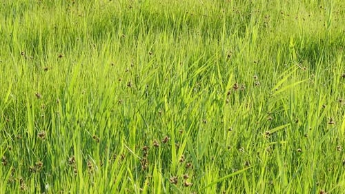 Wild meadow grass blowing in the wind, moving in the breeze. Nature video close up of crops for