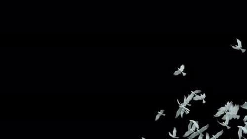White Dove Flying Motion Alpha