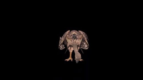 Vulture Eat Front