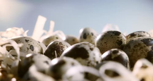 Selective Focus Quail Close Up of Quail Eggs in Straw Nest Organic Farming Natural Stilllife