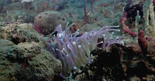a cute anemone moving with the current on the reef. Shot on a Canon R5 in 4K.