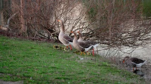 Slow-motion capture of baby geese walking with their parents by the pond in springtime.