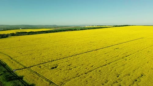 Top View of Field with Rapeseed and Field with Grass Against Blue Sky